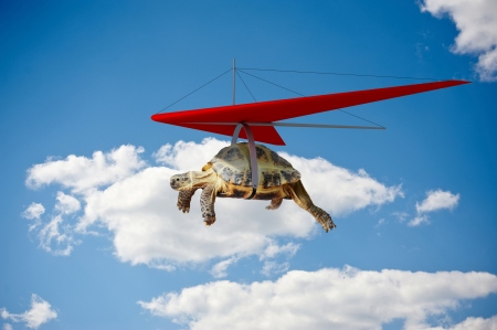 Funny turtle flying on hang-glider